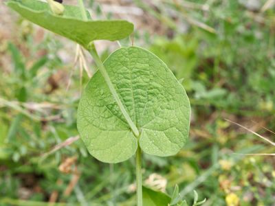 Aristolochia