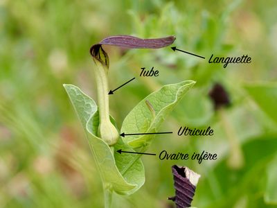 Aristolochia