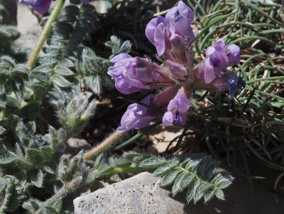 Oxytropis