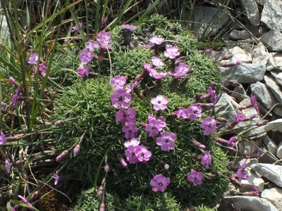 Dianthus