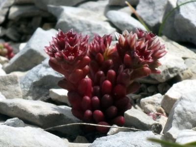 Sedum