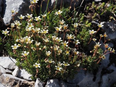 Saxifrage