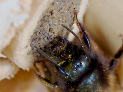 Bouchon tombé d'un nid