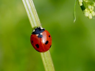 Coccinelle à sept points