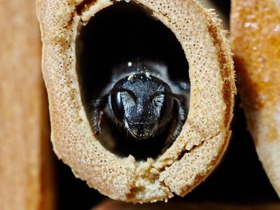 Hériade à l'abri dans un tube de bambou