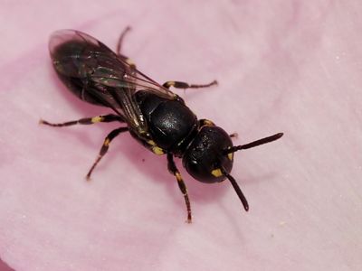 Hylaeus