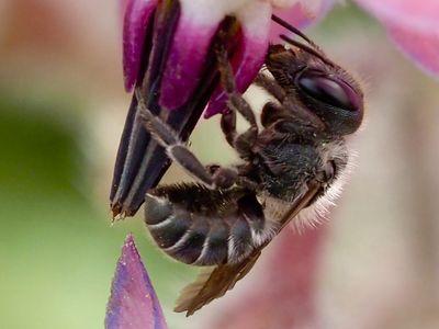 Brosse à pollen d'Osmie bleutée