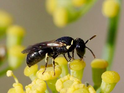 Hylaeus