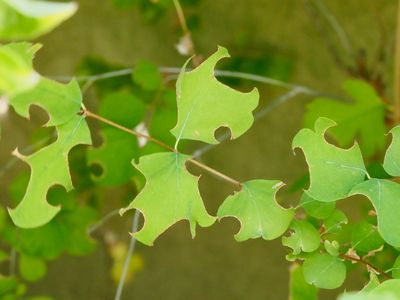 Feuilles de Symphorine découpées par des Mégachiles