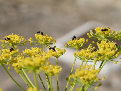 Hylaeus