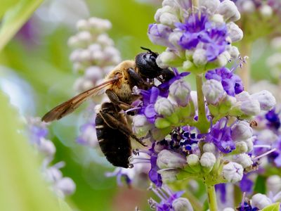 Abeille résinière géante