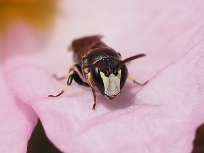 Hylaeus