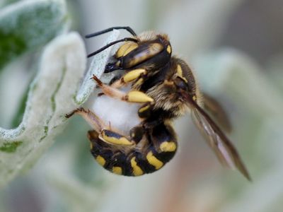 Anthidie cotonnière