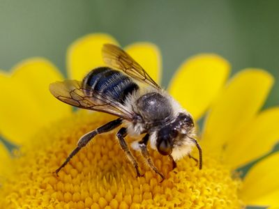 Mégachile du Rosier