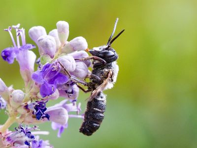 Abeille résinière géante