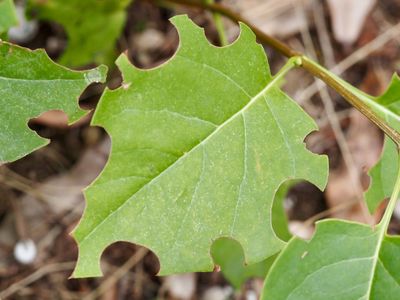 Feuilles de Lilas déoupées par des Mégachiles