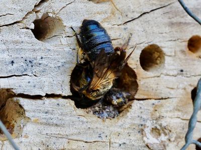 Nid de Megachile sculpturalis