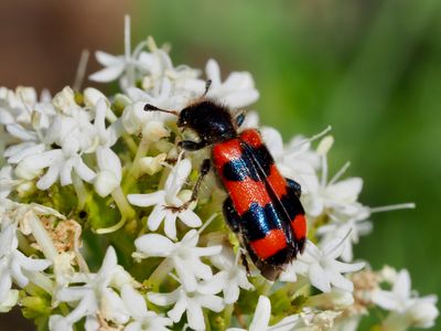 Clairon des abeilles