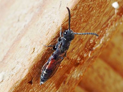 Sapyga quinquepunctata