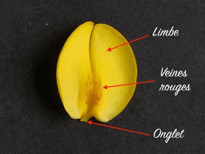 Genêt
