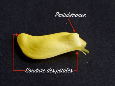 Genêt