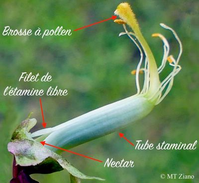 Gesse