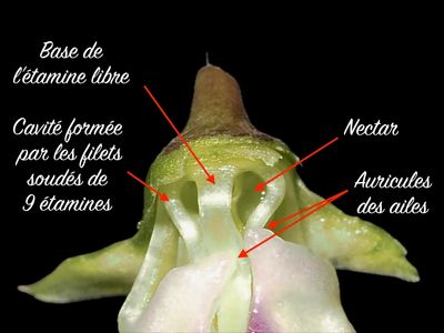 Gesse