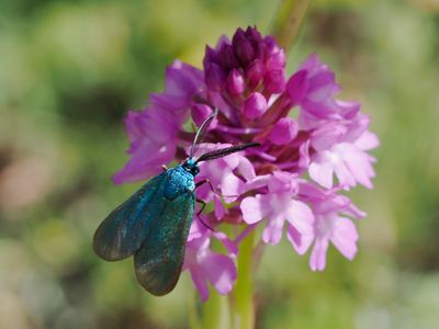 Azuré de la Luzerne