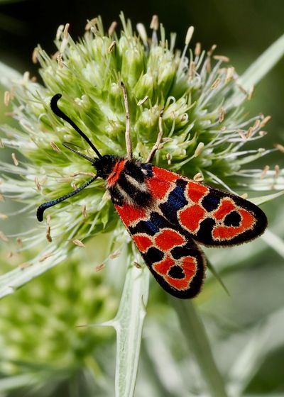 Zygène de la Petite Coronille