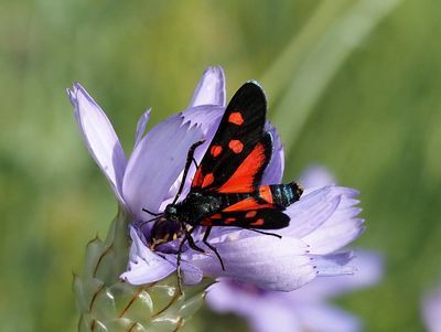 Zygène de la Coronille variée