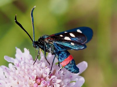 Zygène de la Coronille variée