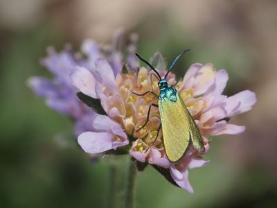 Zygène de la Faucille