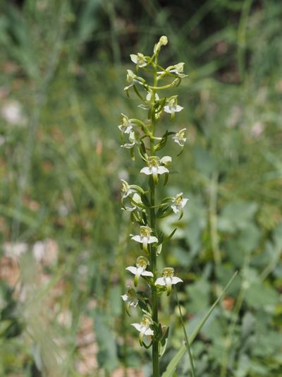 Platanthère à fleurs verdâtres