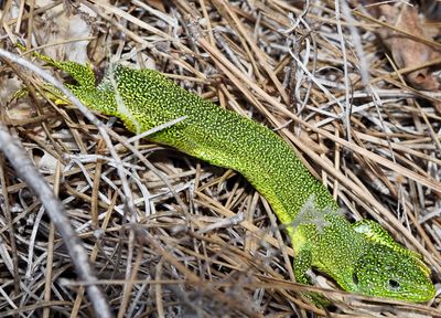 Lézard vert