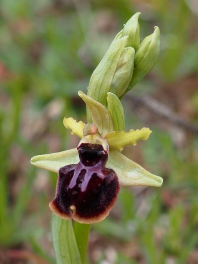 Ophrys de la Passion