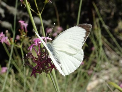 Piéride du Chou