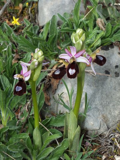 Ophrys de la Drôme