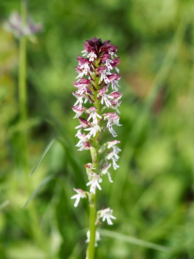 Orchis brûlé