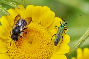 Stratégies de pollinisation : Open bar chez les Astéracées