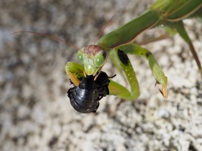 Mantis religiosa