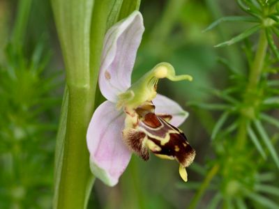 Ophrys abeille