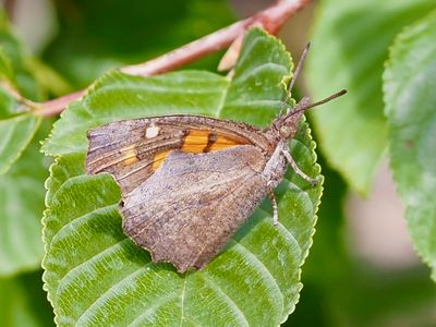 Libythea celtis