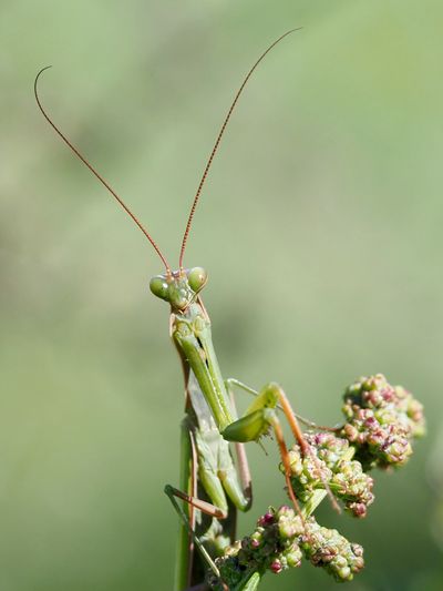 Mantis religiosa