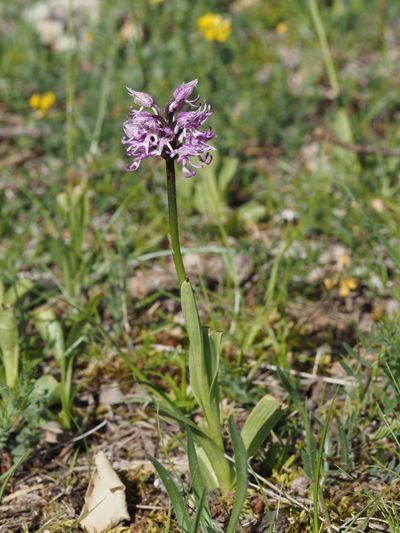 Orchis singe