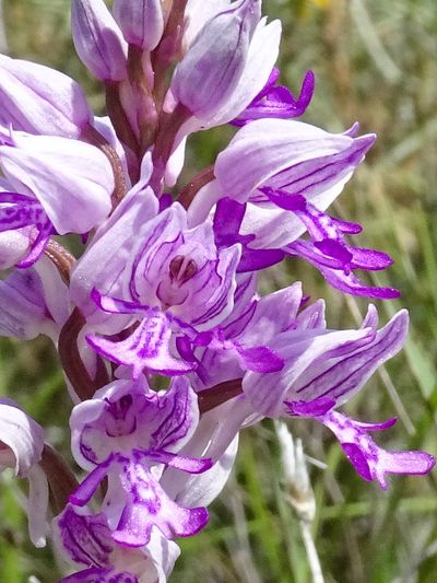 Orchis militaire