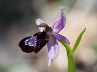 Ophrys de la Drôme