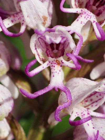 Orchis singe