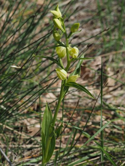 Céphalanthère blanchâtre