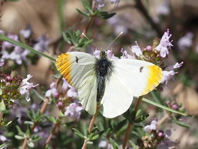 Aurore de Provence