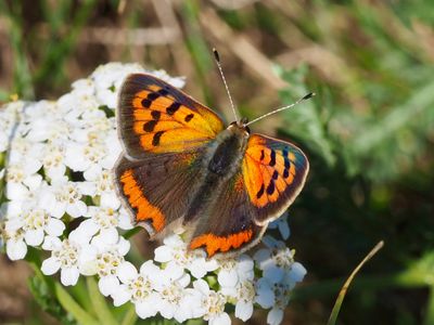 Lycaena phlaeas